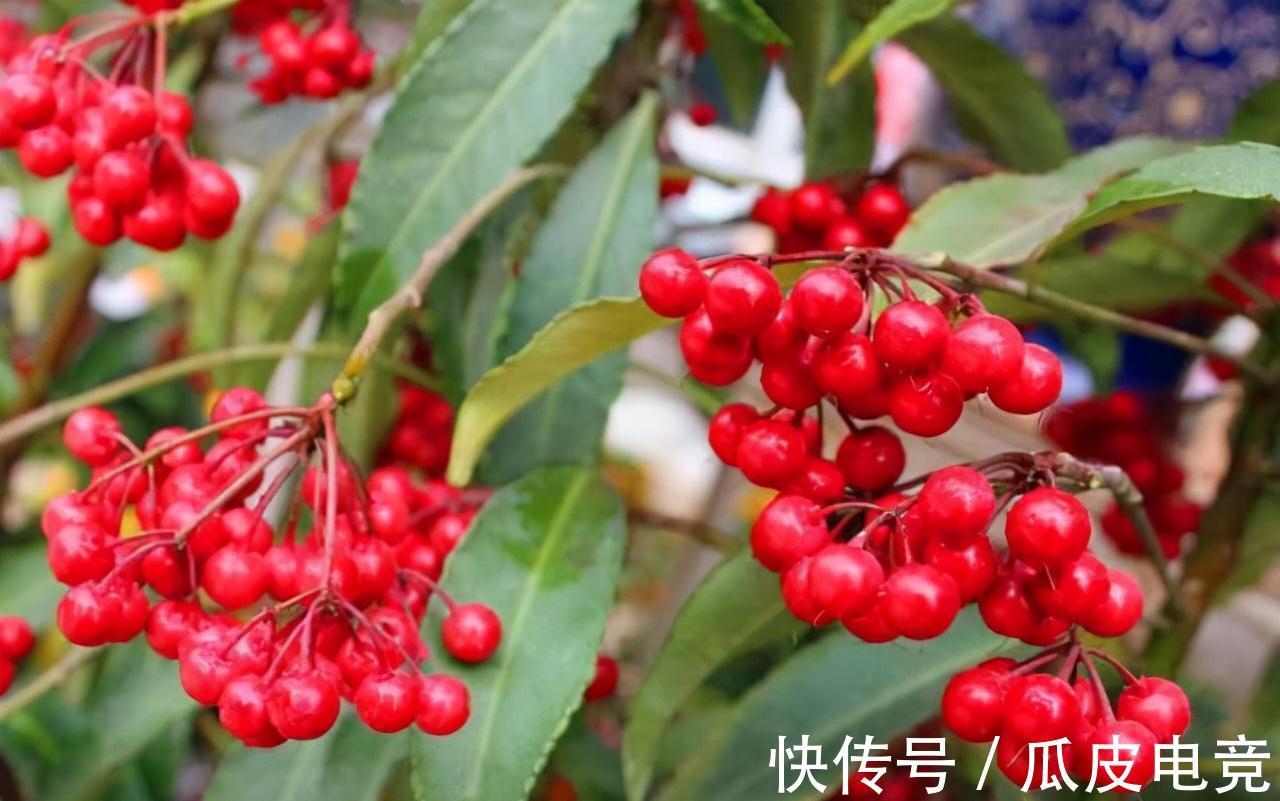 富贵籽|一种红果叫黄金万两,养啥招财树都不如养它,全年不掉果