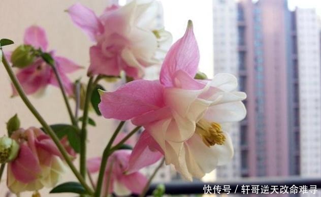 天冷不知养啥花那就养盆它,冬天不用管,春天也能开出一片花海!