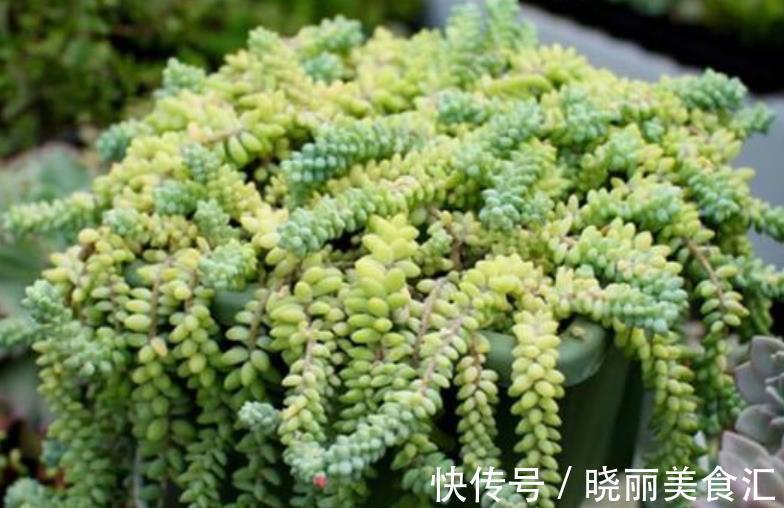 6种多肉爱爆崽,越晒颜色越靓丽,轻松爆盆,从花盆里“流出来”