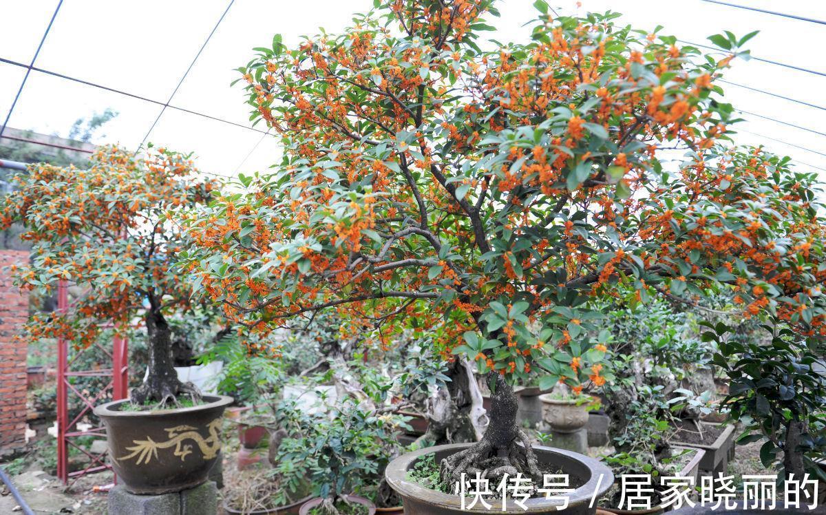 养花|养花试试这几款，深夜或者清晨，披星戴月般盛开，有淡淡的清香