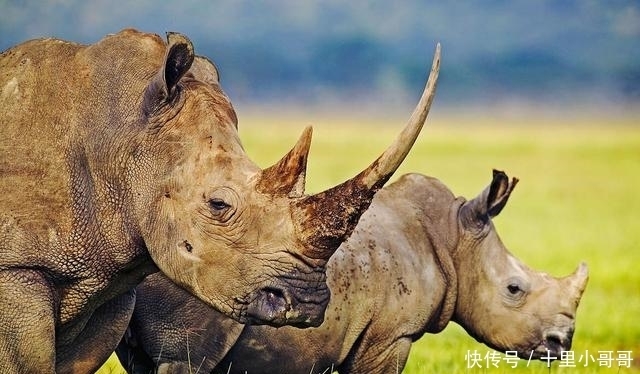 中国人造太阳成功了咋办?整个地表只有3.5公斤氚,还散布在全球