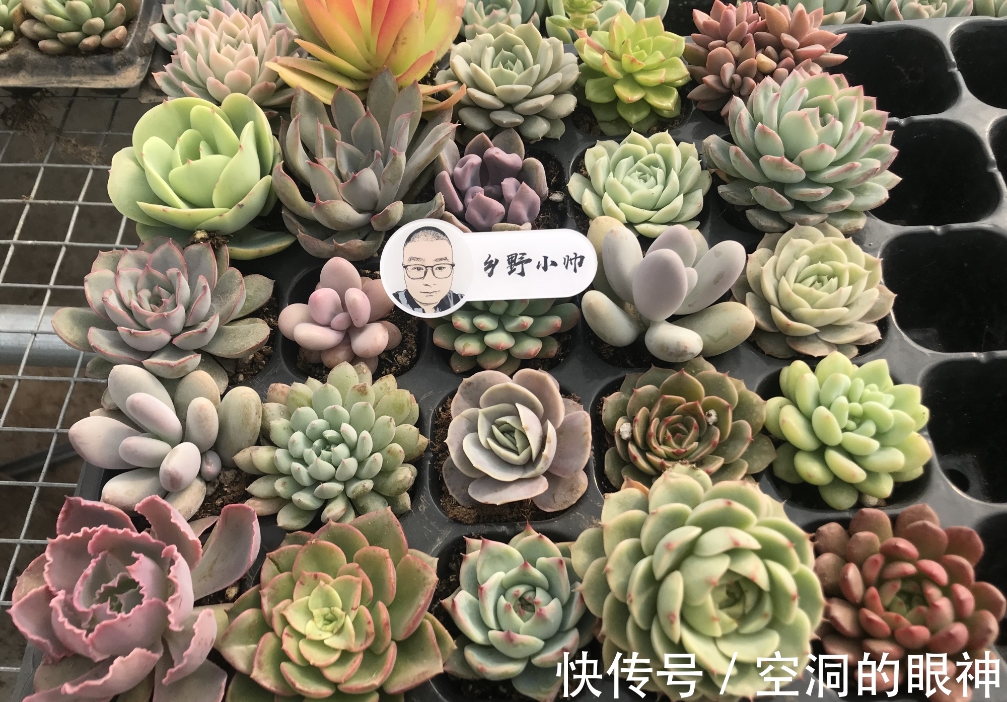 多肉掐心砍头有技巧，掌握好这3点，多肉爆侧芽多又壮