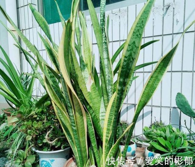 小齐|想不想你的虎皮兰7月“冒笋芽”?做好“3不缺”,保证通风试试