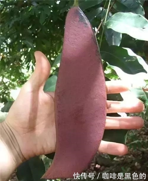 奇花|奇花、奇花、奇花、罕见奇花，赶快打开欣赏吧