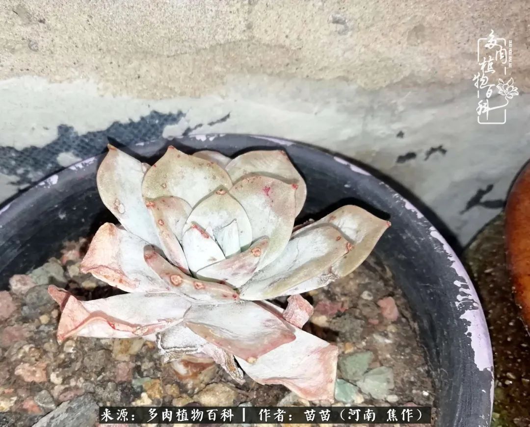 迷上多肉后,有一种喜欢叫一日看三回!