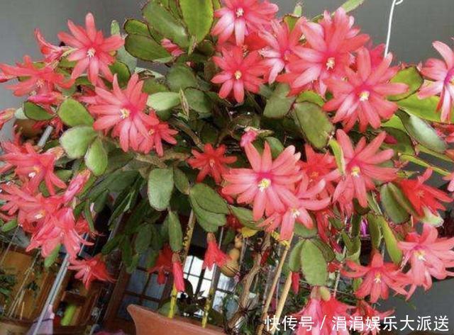 花友们|夏季温度高,养蟹爪兰“有技巧”,把“3件事”做好,长势快2倍!