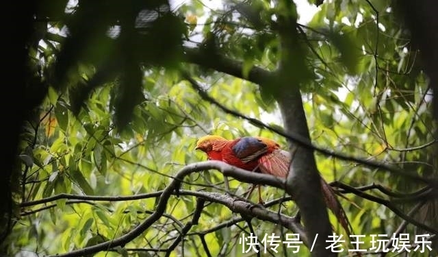 登高|「九皇山」登高赏秋 诗意山水