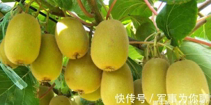 食物|想长寿先养生，不妨多吃三种食物，帮助消化，增强食欲，预防便秘