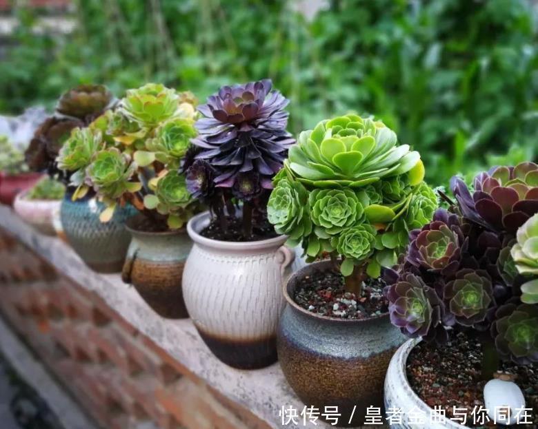 养多肉怎么争“天时地利”盆栽做到4点，叶子全年糖果色