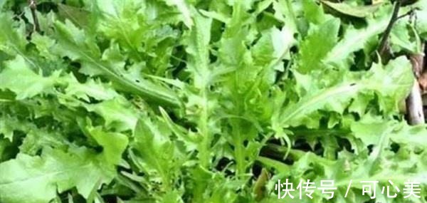 空心菜|女性不想长皱纹，三种食物要多吃，滋养肌肤，改善气色，早吃早好