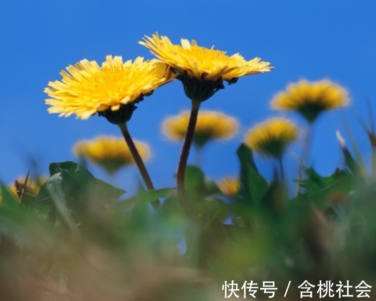 生肖|不随意离婚的4大生肖男,出了名的宠爱老婆