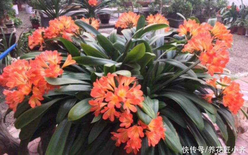 君子兰长“叶间根”,别发现不管,做好一步操作,才能长势旺盛