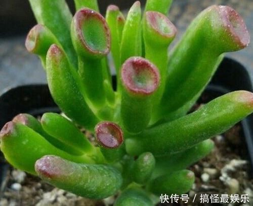 盆栽|观赏价值高又好养的盆栽多肉植物,太阳一晒就变颜色