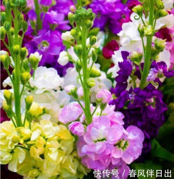 几款花卉超美的，花朵小巧玲珑，香气浓郁，比香水好闻