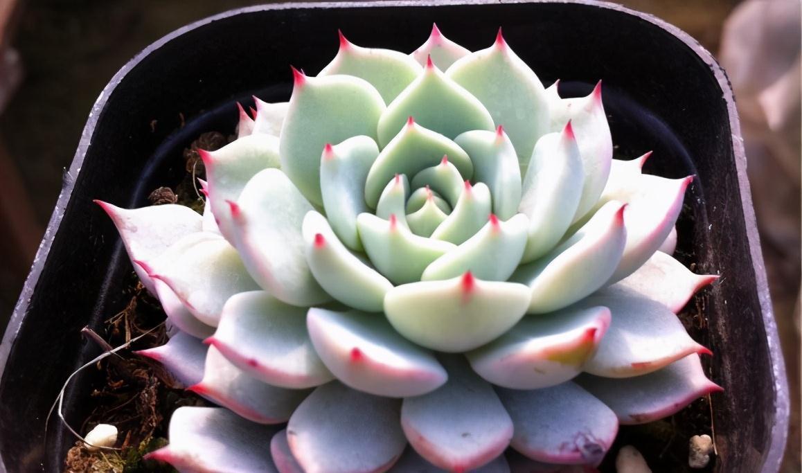 冬天养护多肉红爪,注意这四点,株型紧凑叶尖猩红更诱人