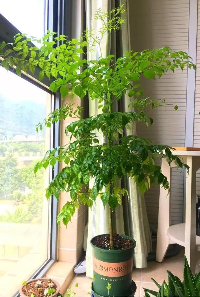 花卉|有钱人家都养这“4种花”,美观大气、旺运招财,财神爷不请自来