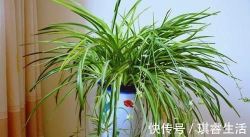 养吊兰,每个月放3粒“它”,一点黄叶也没了,谁见了都说:美