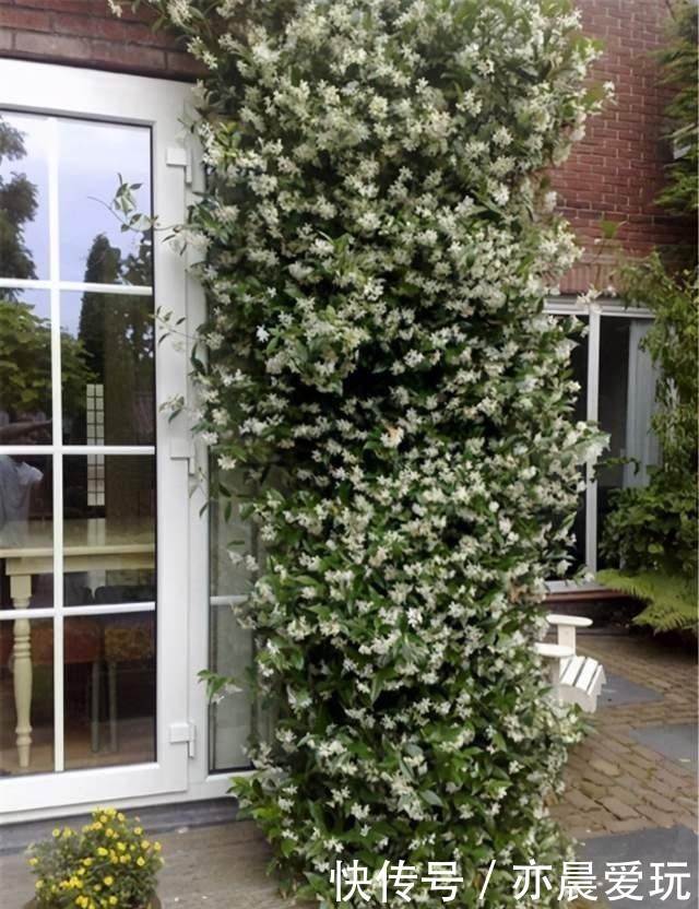 美的|一种极美的藤本植物,喜欢爬墙开茉莉花,名叫风车茉莉不养可惜了