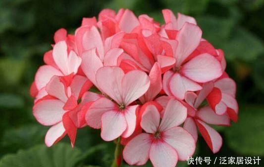 对待新手很友好的花卉,耐热又耐冷,四季都有花赏,满屋子飘香