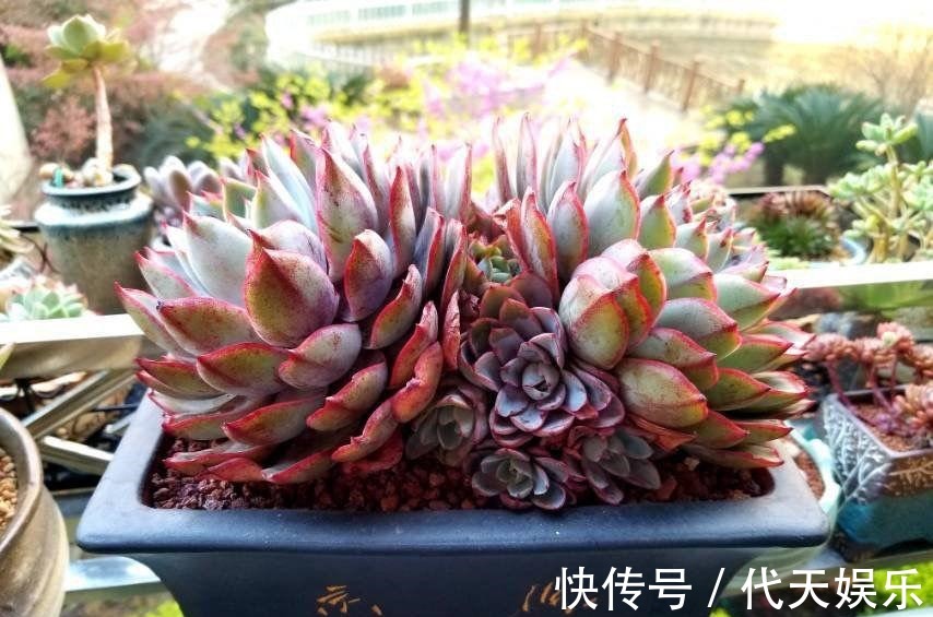 肉友|多肉就得懒人养,水越少越不管,呼呼爆出一大盆!