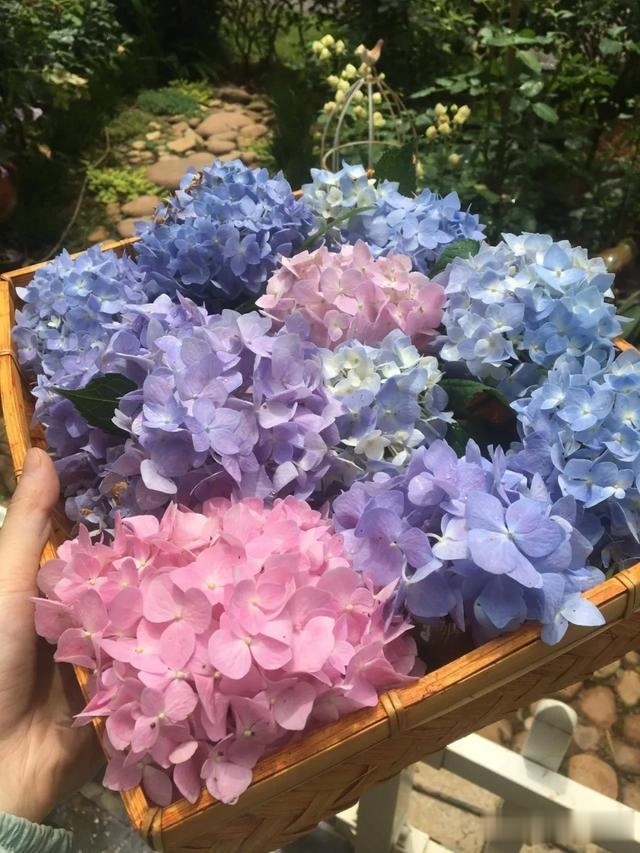 圆滚滚的绣球,瀑布般的花墙,这届花友也太会种花了吧