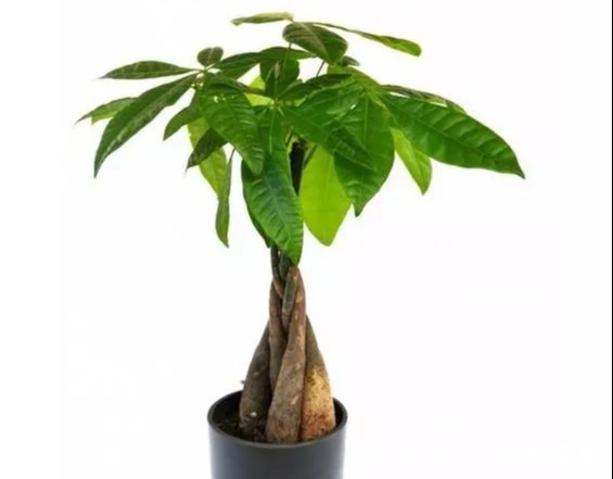 浇水|盆栽养花发财树这样养,再也不烂根,开花结果黑油亮