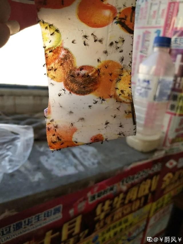 9种花真是老酒鬼，5天一小杯，叶子绿得像打蜡