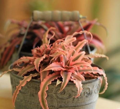 竹芋竹芋|天凉了,室内养上几种花,耐阴又好养,随便养养越长越美!