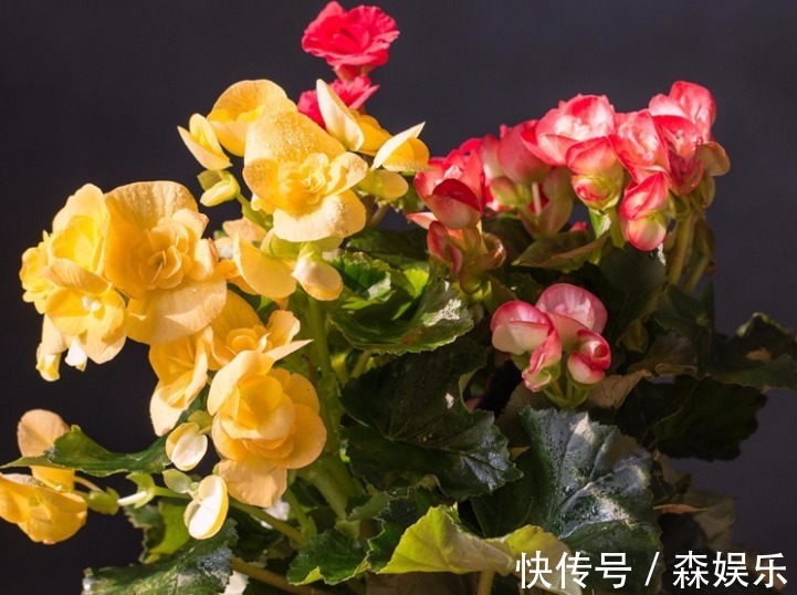 家养海棠花，叶子暗淡观赏差，“3大”要素做好，翠绿茂密好看！