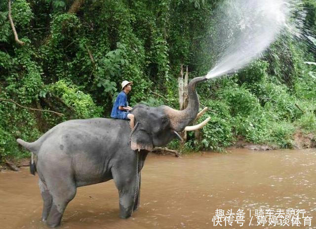 厕所|外出游玩上厕所时,厕所门上标志是大象和长颈鹿,如何区分男女