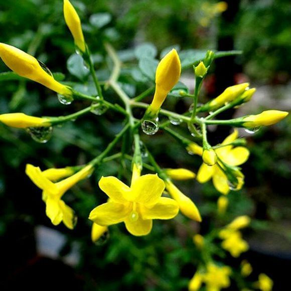 农村常见的1种树桩，栽在盆里剪几刀，变成盆景价值翻翻！