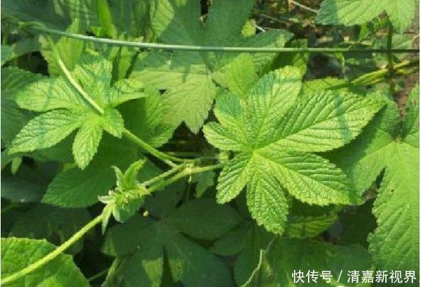 农村被忽视的5种“抗癌王”,效果比蒲公英还好100倍