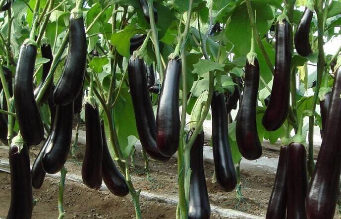 中年人不生病,春天吃以下食物,清理肠道垃圾,缓解便秘,气色好