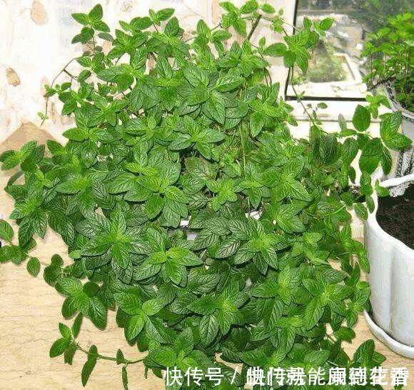 异味|卫生间就养这“4种盆栽”,去异味,吸潮气,养眼好打理