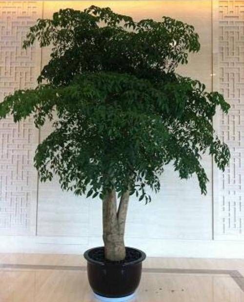 家里|有钱人最喜欢这3种“花”,摆在家里镇宅旺财,四季常青开花不断