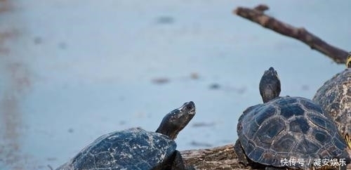 玄武|古人打完井后,为啥要丢俩乌龟下去?古人的智慧令现代人叹服