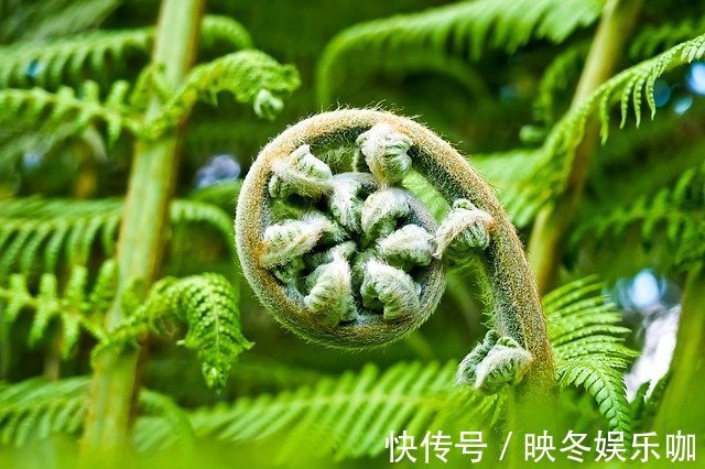 零嘴|67岁大爷,肝年龄只有40岁,常吃一“零嘴”,养肝护肝,值得借鉴