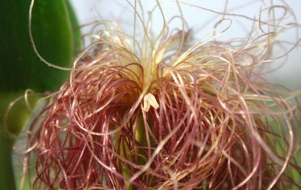 山楂茶|大鱼大肉并非高血脂“根源”，告诫这2物才是，劝你切莫贪吃