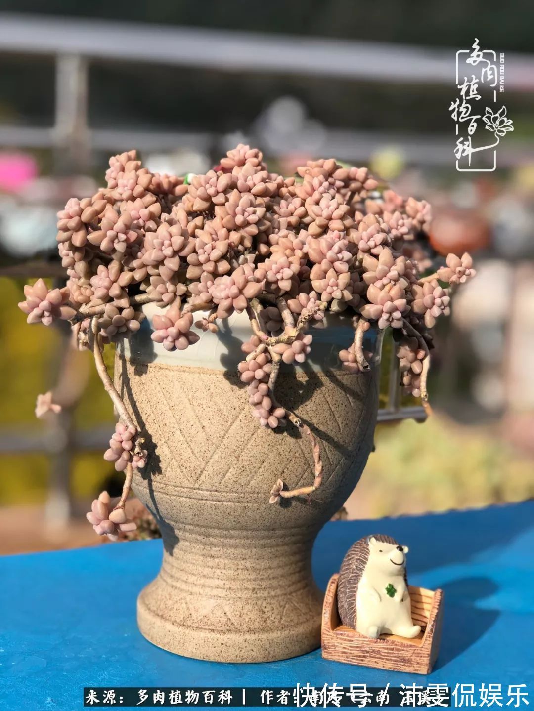 深秋里,种多肉、赏多肉、会肉友,马不停蹄快乐多!