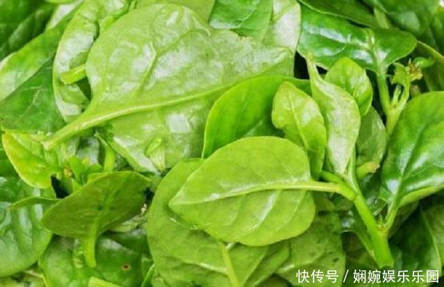 “一根菜叶”就能水培!一个月一桶菜,一茬一茬吃!