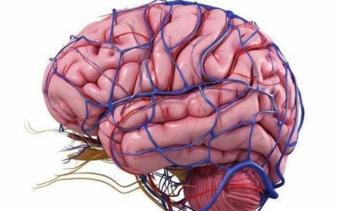  或许|若经常出现4个症状，或许是脑供血不足了，最好别大意！
