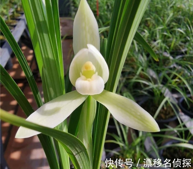 它在兰花界火了30年,花大如盆,冰魂雪魄,兰香浓郁,珍贵又稀少