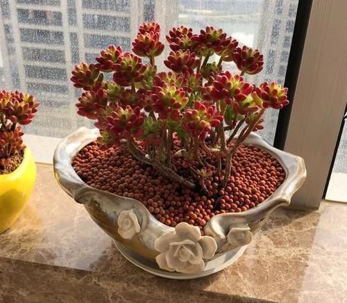 多肉植株|新手盆栽多肉虹之玉,该怎么打理?这里告诉你答案