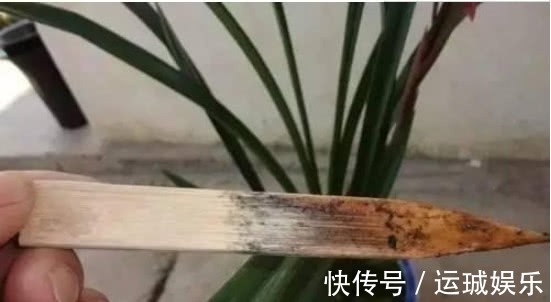 “一浇水”花就黄叶、烂根,学会3个方法,放心浇水,叶绿朵花艳