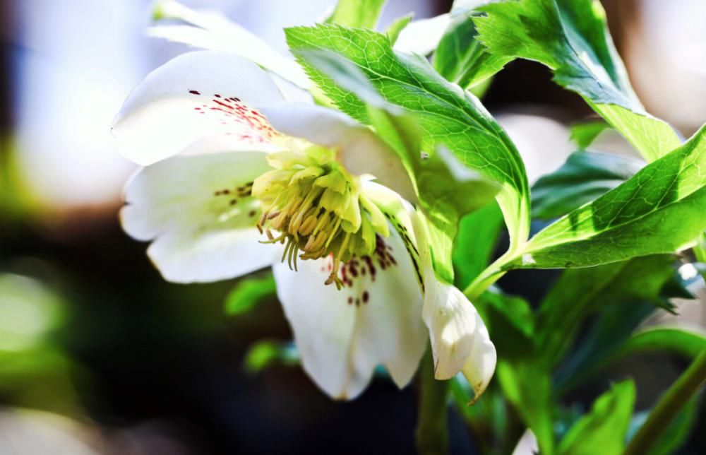  冬天养这4种花，郁郁葱葱开花旺盛，漂亮的小花陪你过冬