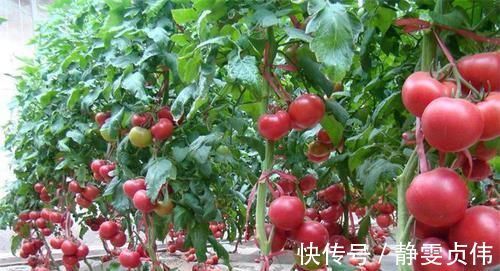 补血|女性想要皮肤好，常吃几种食物，补血护肤，延缓衰老，早吃早好