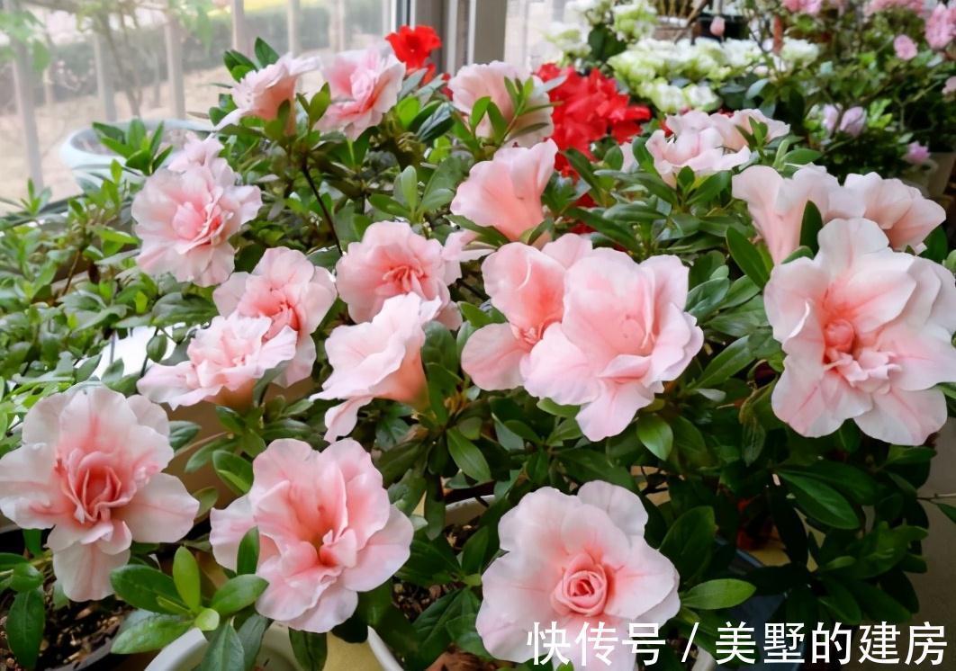 秋天养花,10月浇点“大补肥”,来年爆满大花芽