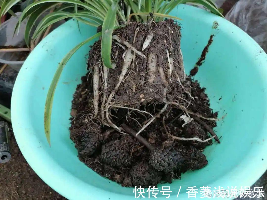 1把核桃垫盆底,不烂根、不招虫,疯长停不下来!