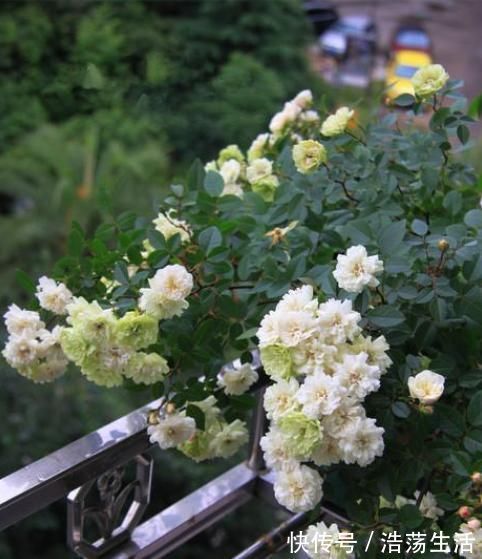 此盆栽植物号称开花机器,全年都开花,种植容易,室内也能种