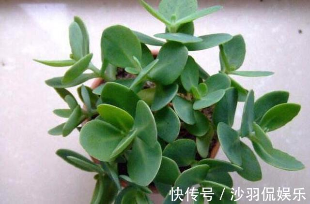 盆景|9月如何养玉树2个“技巧”,让它更加繁茂,枝干木质化,成小树